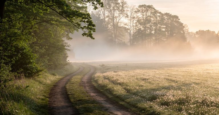 Misty morning trail and open field at dawn — OCR athlete recovery scene